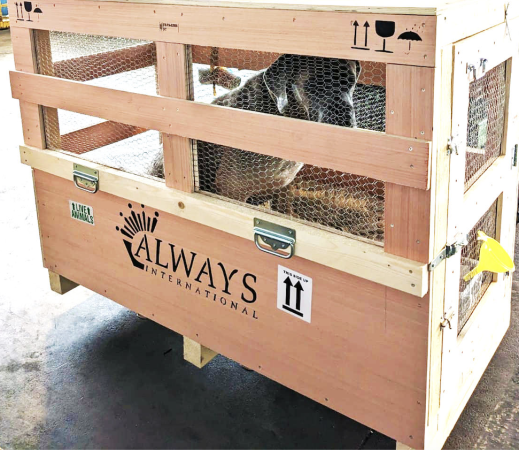 Always International_3