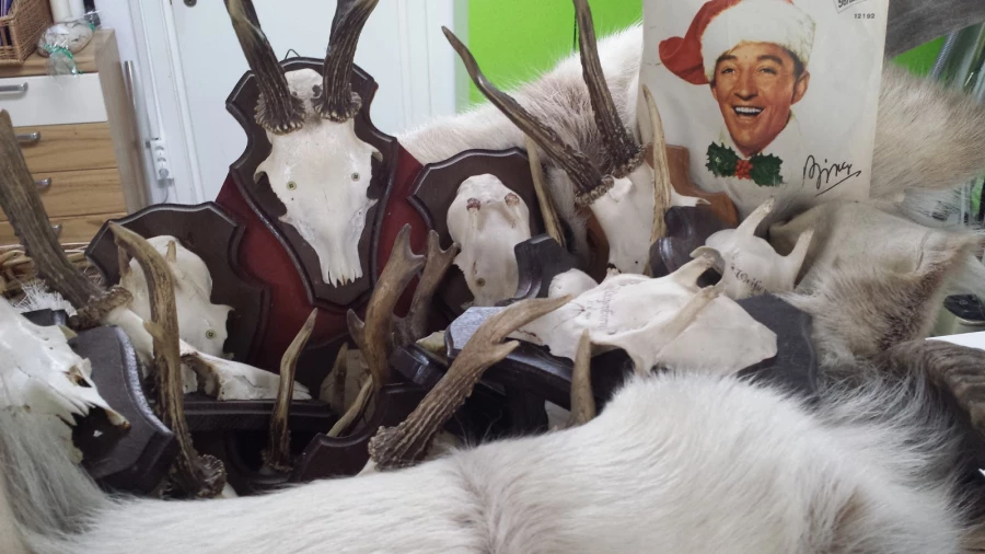 Andrea Lösch Umzüge_2