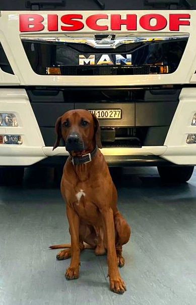 Bischof Umzüge & Transporte_5