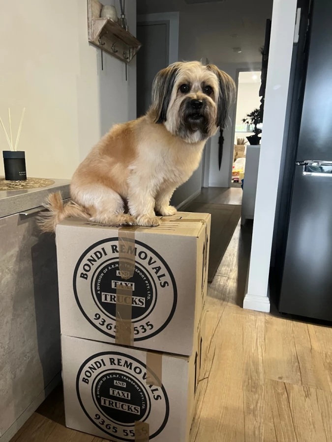 Bondi Removals & Storage_3