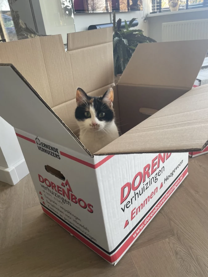 J. Dorenbos Verhuizingen_5