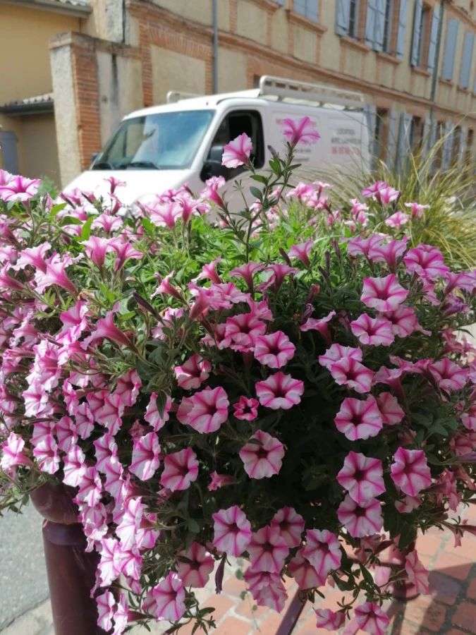 La Fourmi Rose Déménagement_4