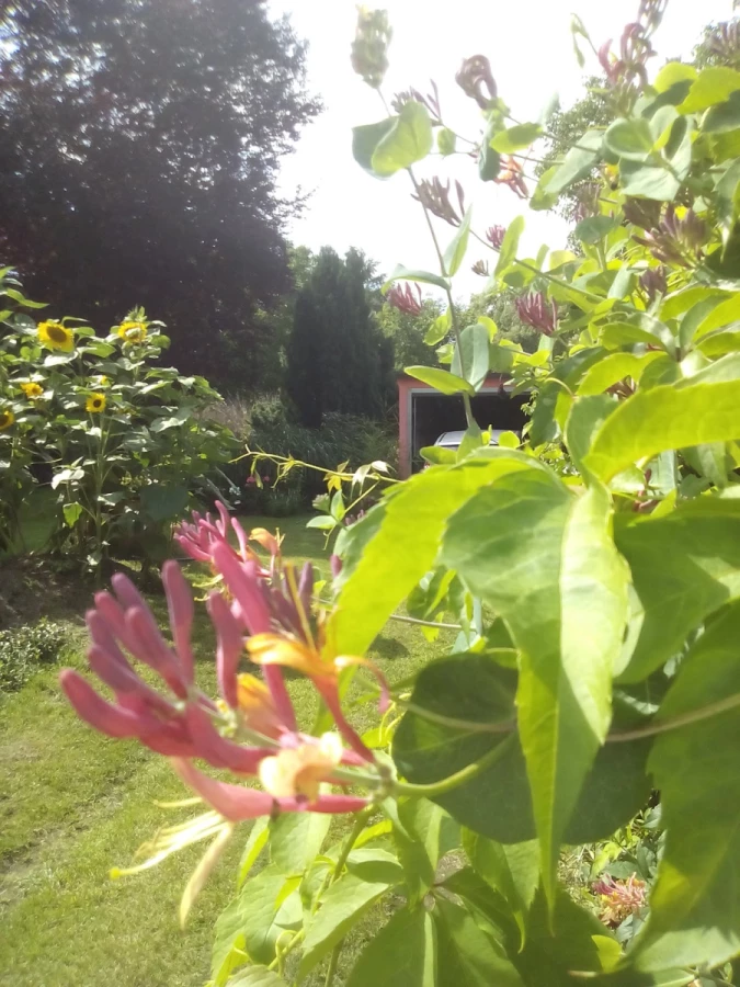 PEFEx – Paczulla European Forwarding Express_3