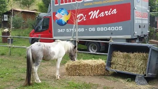 Fed Servizi - Divisione Traslochi_5